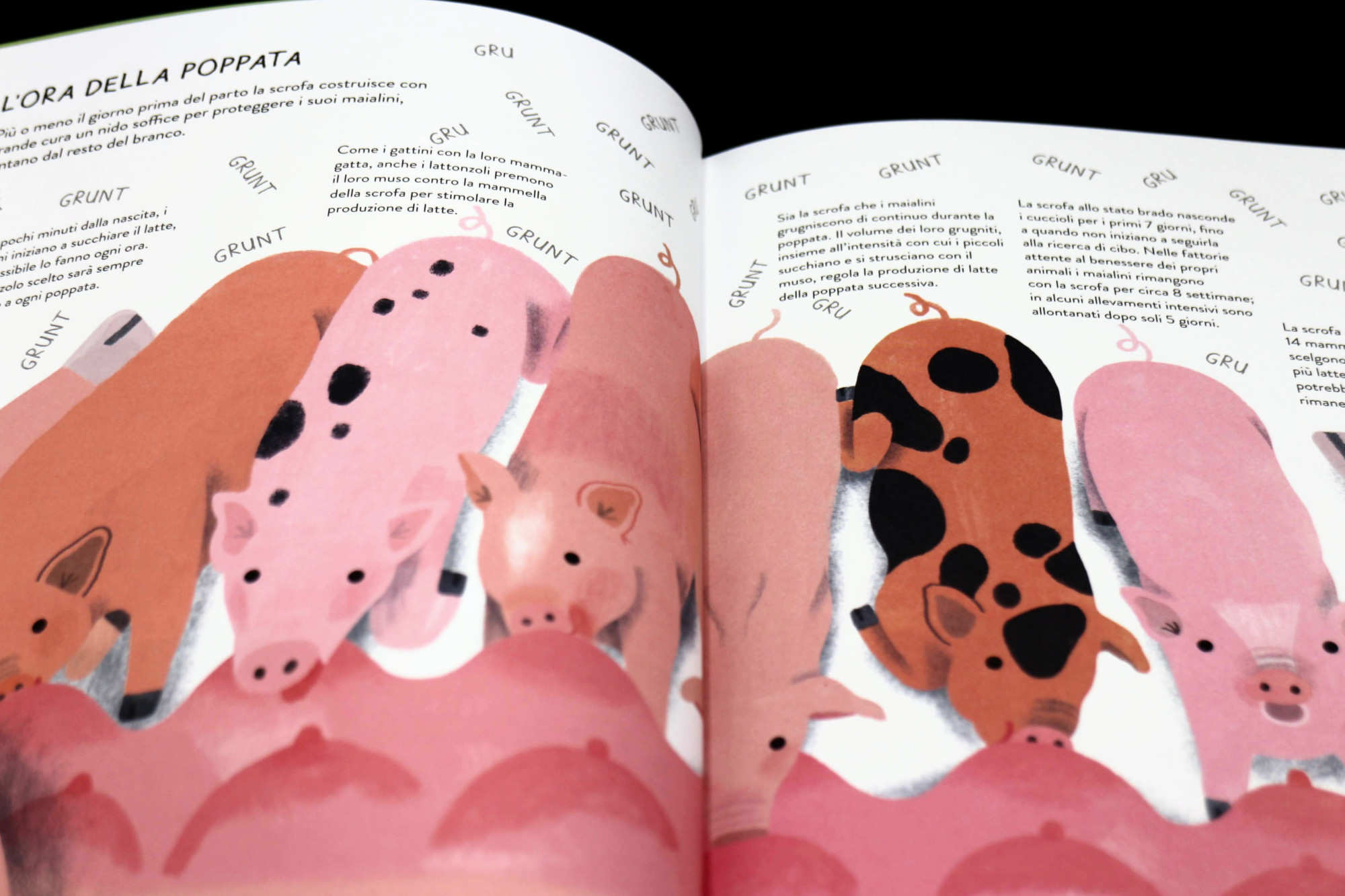 Topipittori Il Porcellario libro illustrato dai 6 anni 80 pp