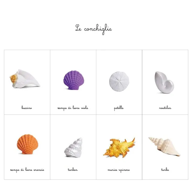 Baboo Conchiglie Carte Nomenclature PDF 8 Carte