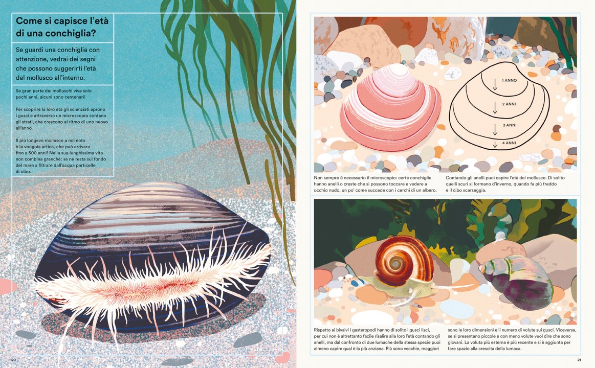 L'Ippocampo Vita segreta delle conchiglie libro dai 6 anni