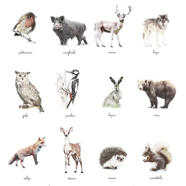 Baboo Animali del bosco carte nomenclature PDF 12 carte corsivo