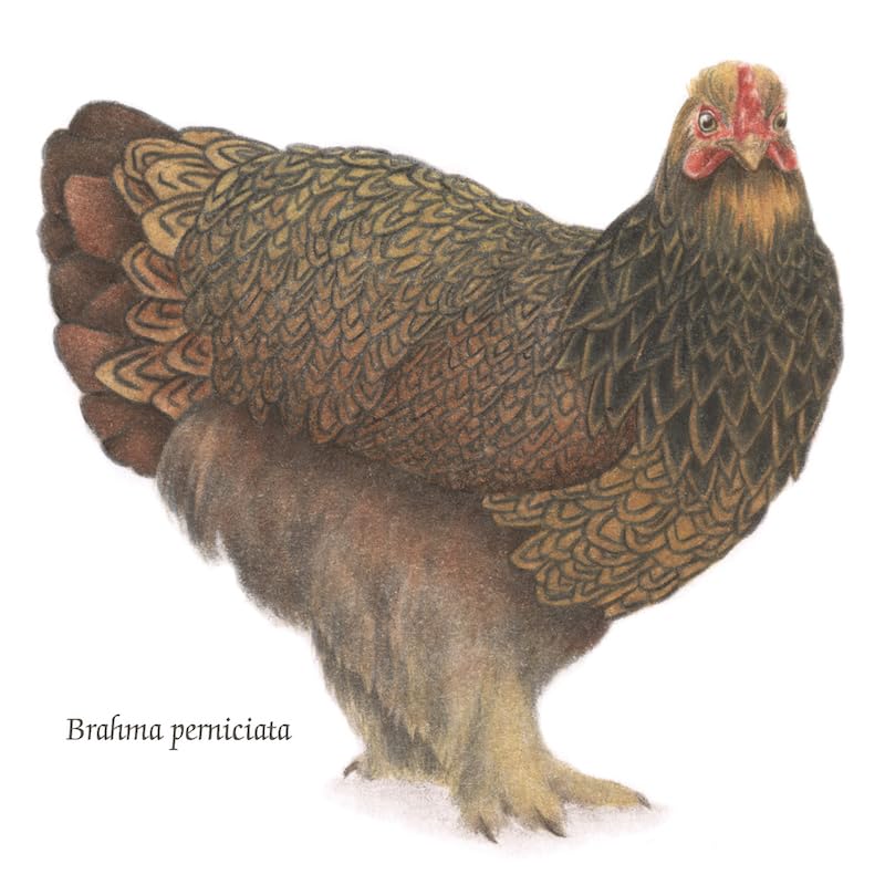 Logos La Gallina Libro Illustrato 72 Pagine dai 6 Anni