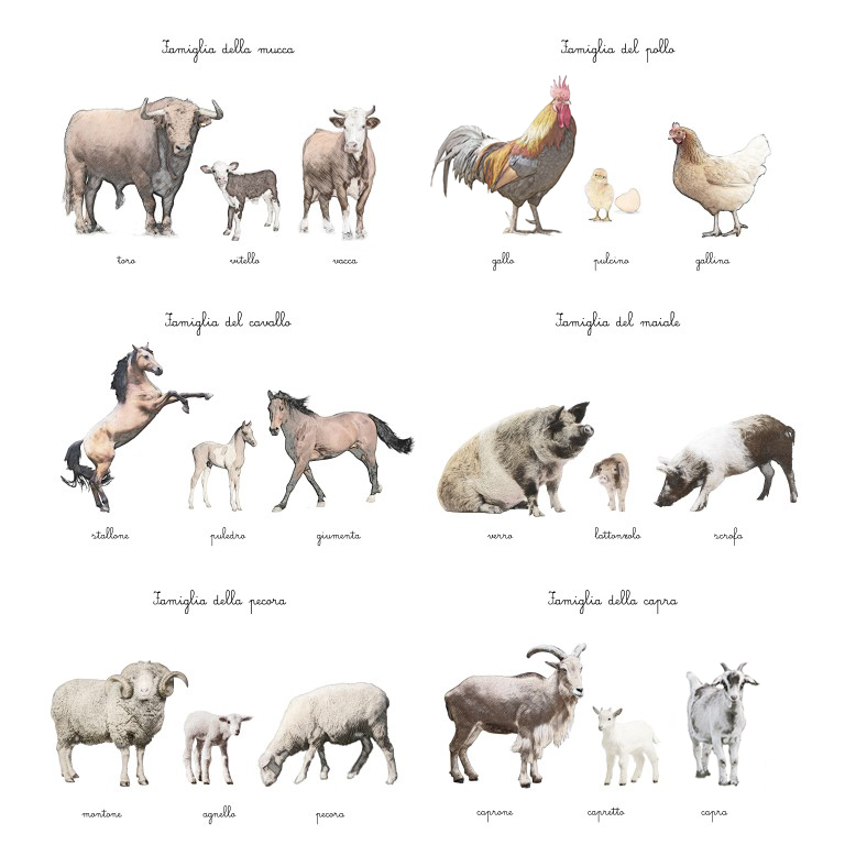Baboo Famiglie Fattoria carte nomenclature montessori pdf