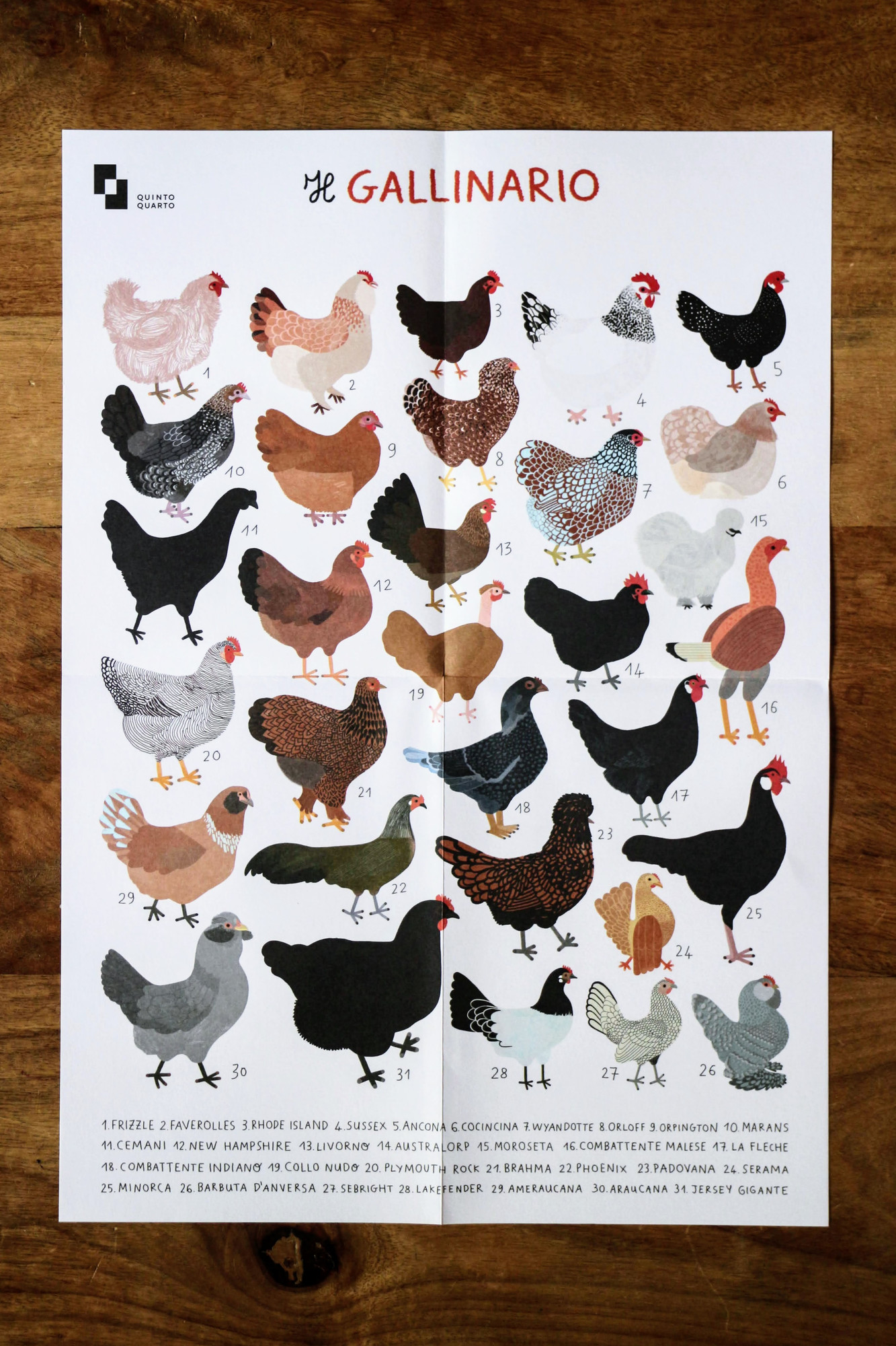 Il Gallinario libro illustrato galline 80 pagine dai 6 anni
