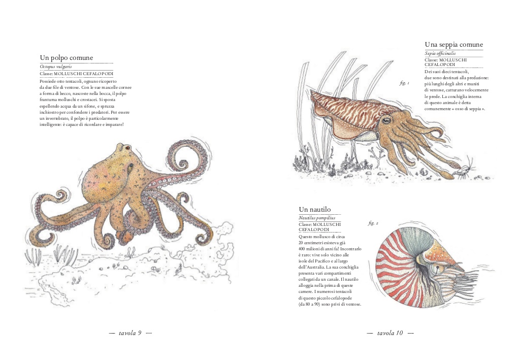 L’Ippocampo Inventario del Mare libro cartonato 80 p