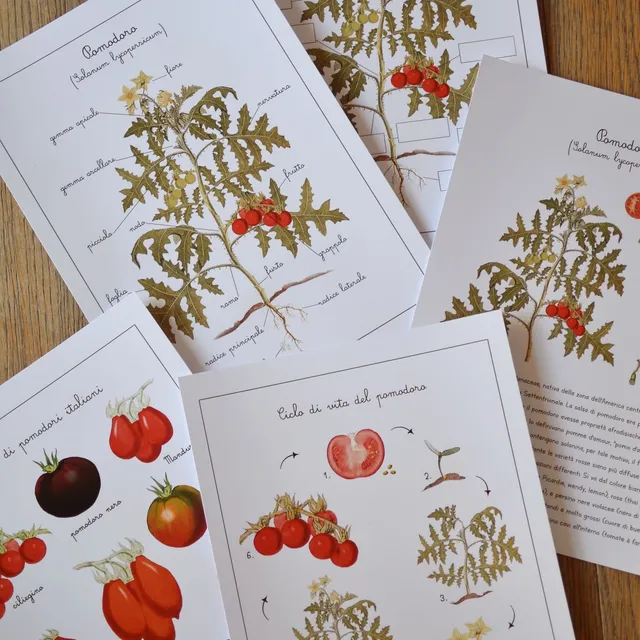 Baboo Frutta e Ortaggi carte montessori PDF 70 pagine natura