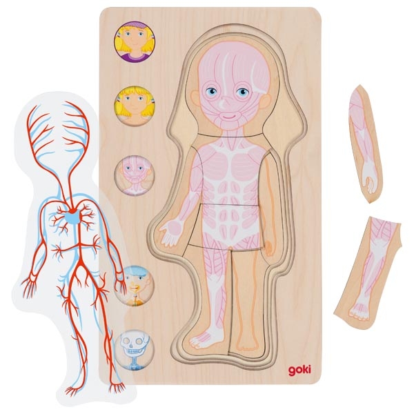 Goki corpo umano bambina puzzle legno 5 strati scheletro