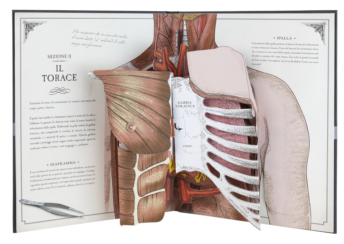 IdeeAli Corpo Umano guida pop-up anatomia bambini 5+ anni