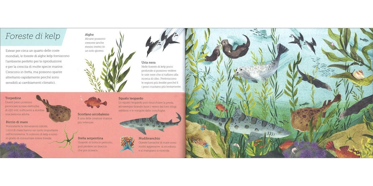 Sopra e Sotto Mari e Oceani libro pop-up con alette