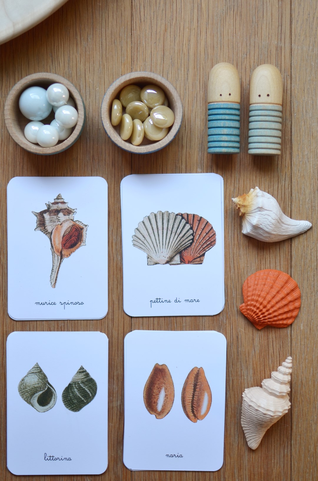 Baboo Conchiglie Mediterraneo schede didattiche PDF 16 carte