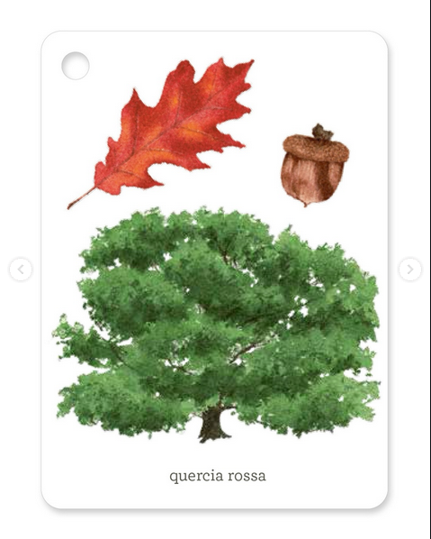Terre di Mezzo Il Mondo in Tasca Alberi guida 44 pagine