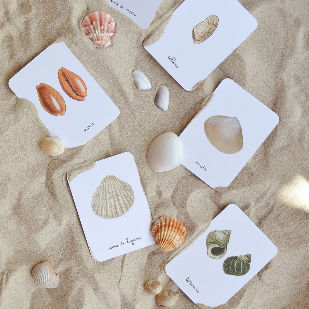 Baboo Conchiglie Mediterraneo schede didattiche PDF 16 carte