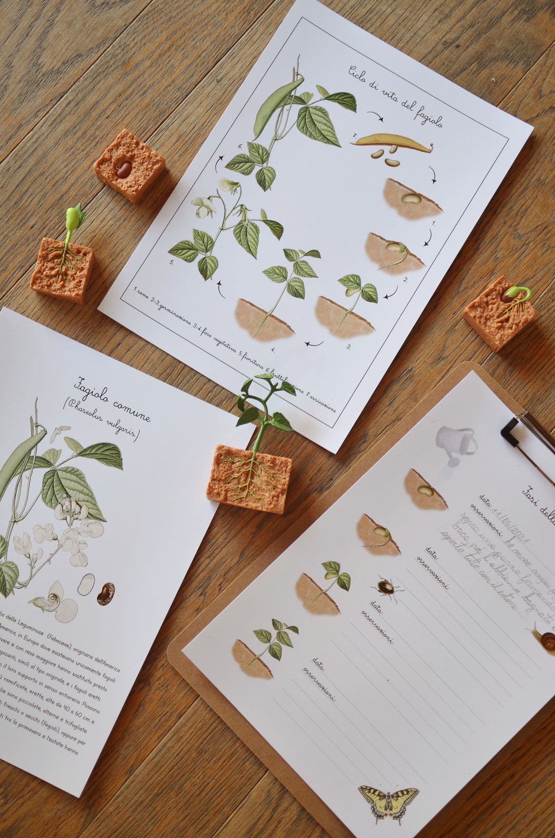 Baboo Frutta e Ortaggi carte montessori PDF 70 pagine natura