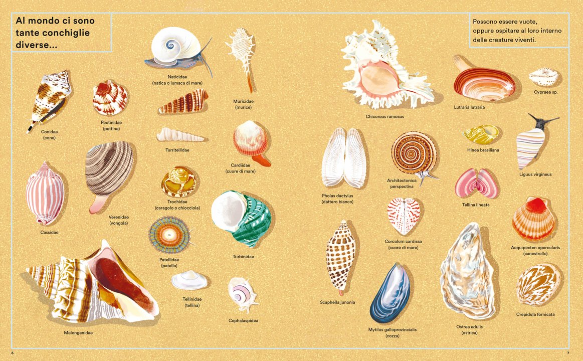 L'Ippocampo Vita segreta delle conchiglie libro dai 6 anni