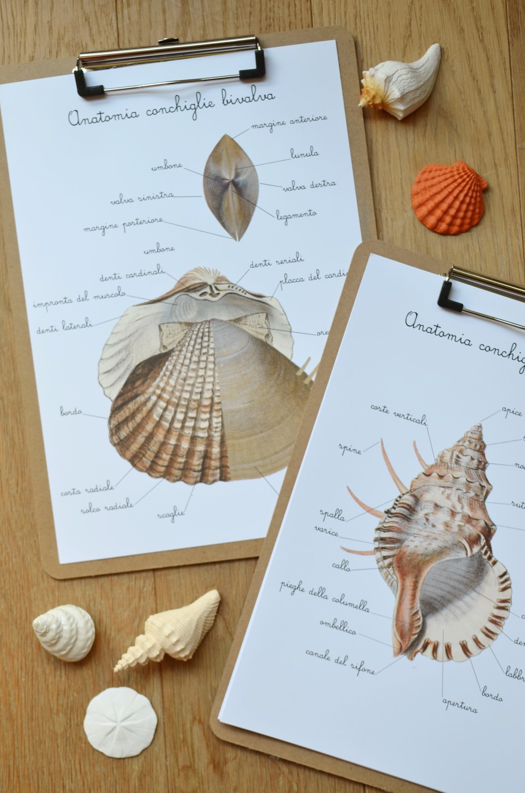 Baboo Conchiglie Mediterraneo schede didattiche PDF 16 carte