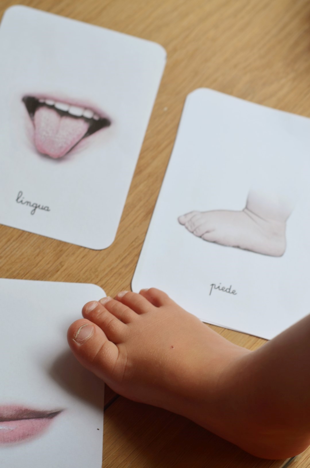 Carte nomenclature corpo umano PDF Montessori 27 carte A4