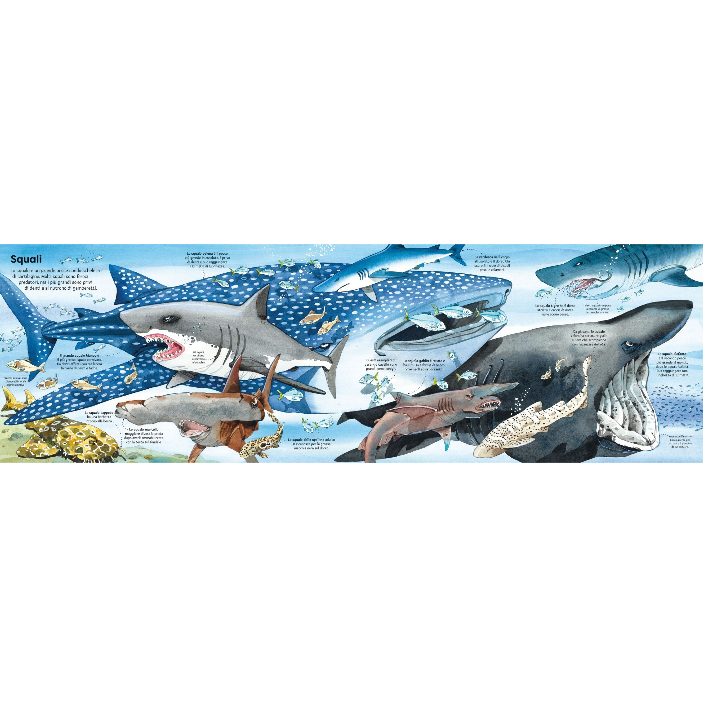Usborne Il grande libro animali marini libro bambini dai 3 anni
