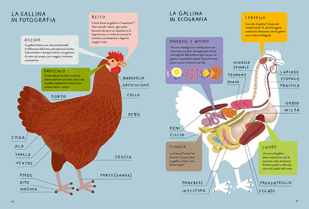 Il Gallinario libro illustrato galline 80 pagine dai 6 anni