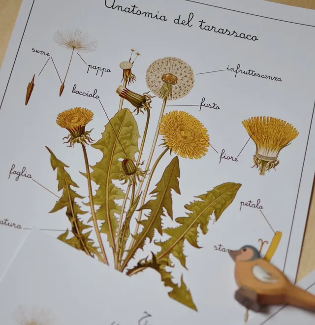 Baboo Erbe e Fiori carte apprendimento PDF 70 pagine natura