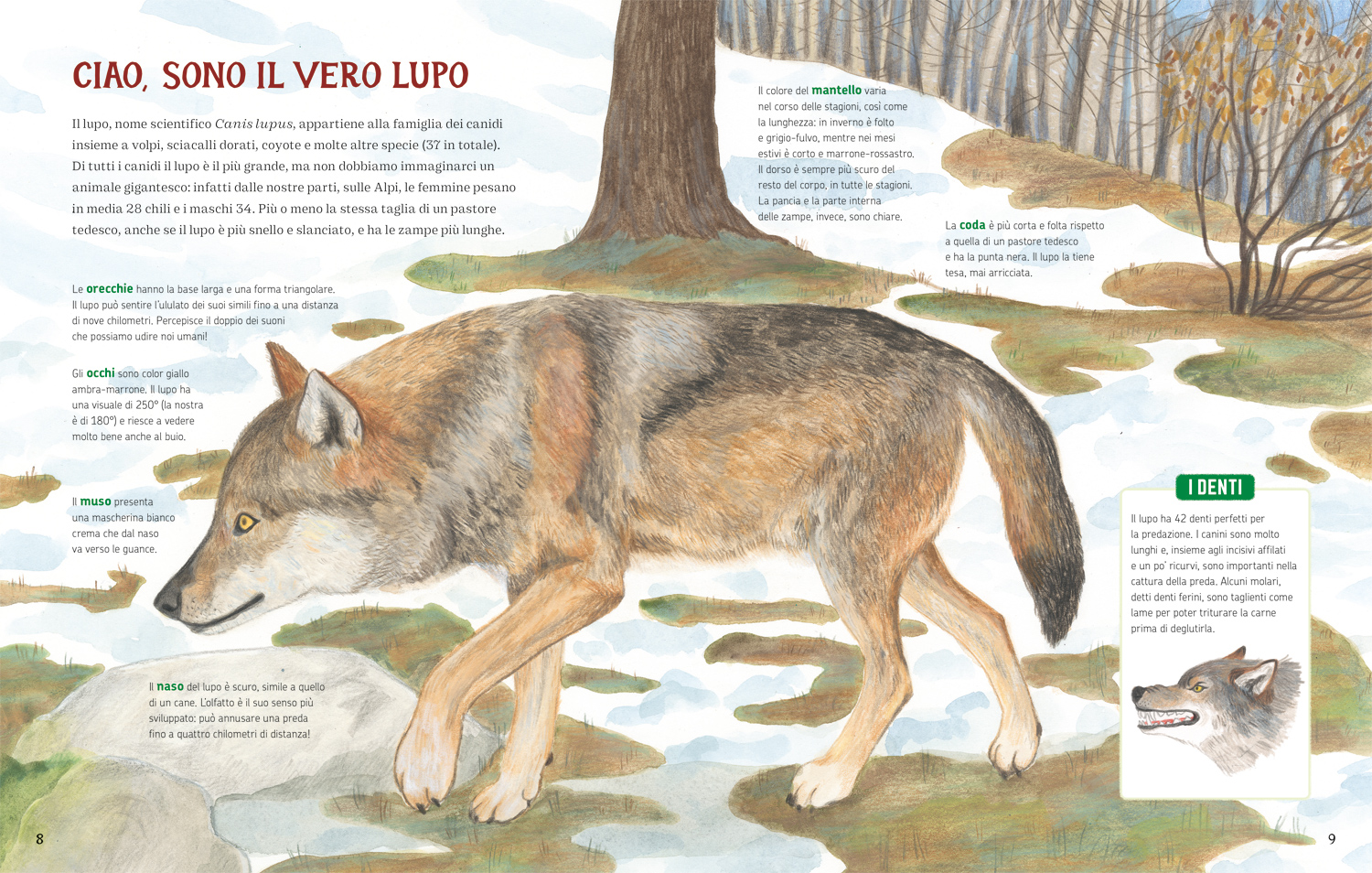 I lupi delle Alpi libro illustrato per bambini