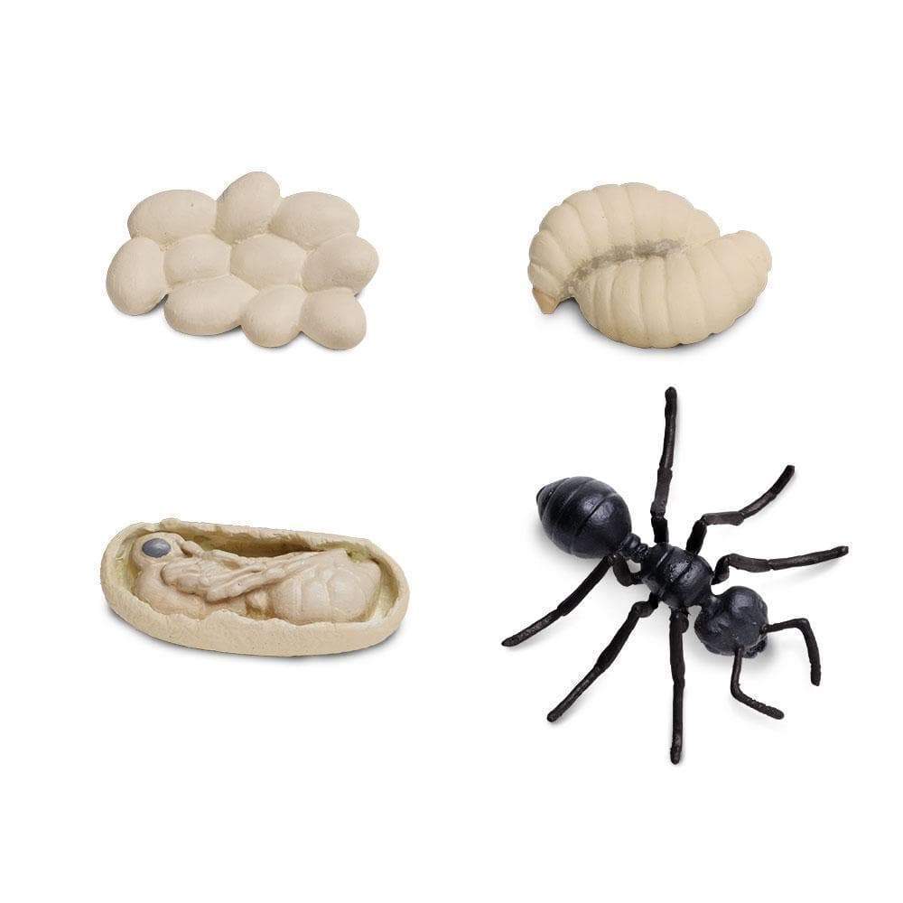 Safari Ltd Ciclo Vita Formica set 4 figure resina