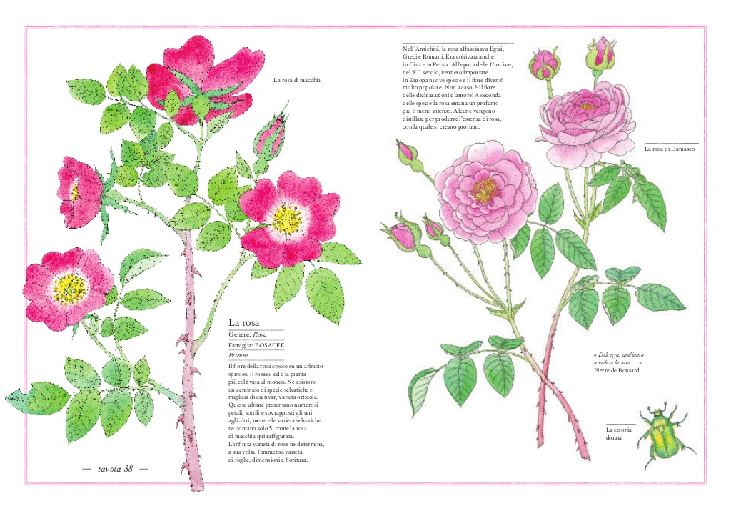 L'Ippocampo Inventario illustrato fiori libro cartonato