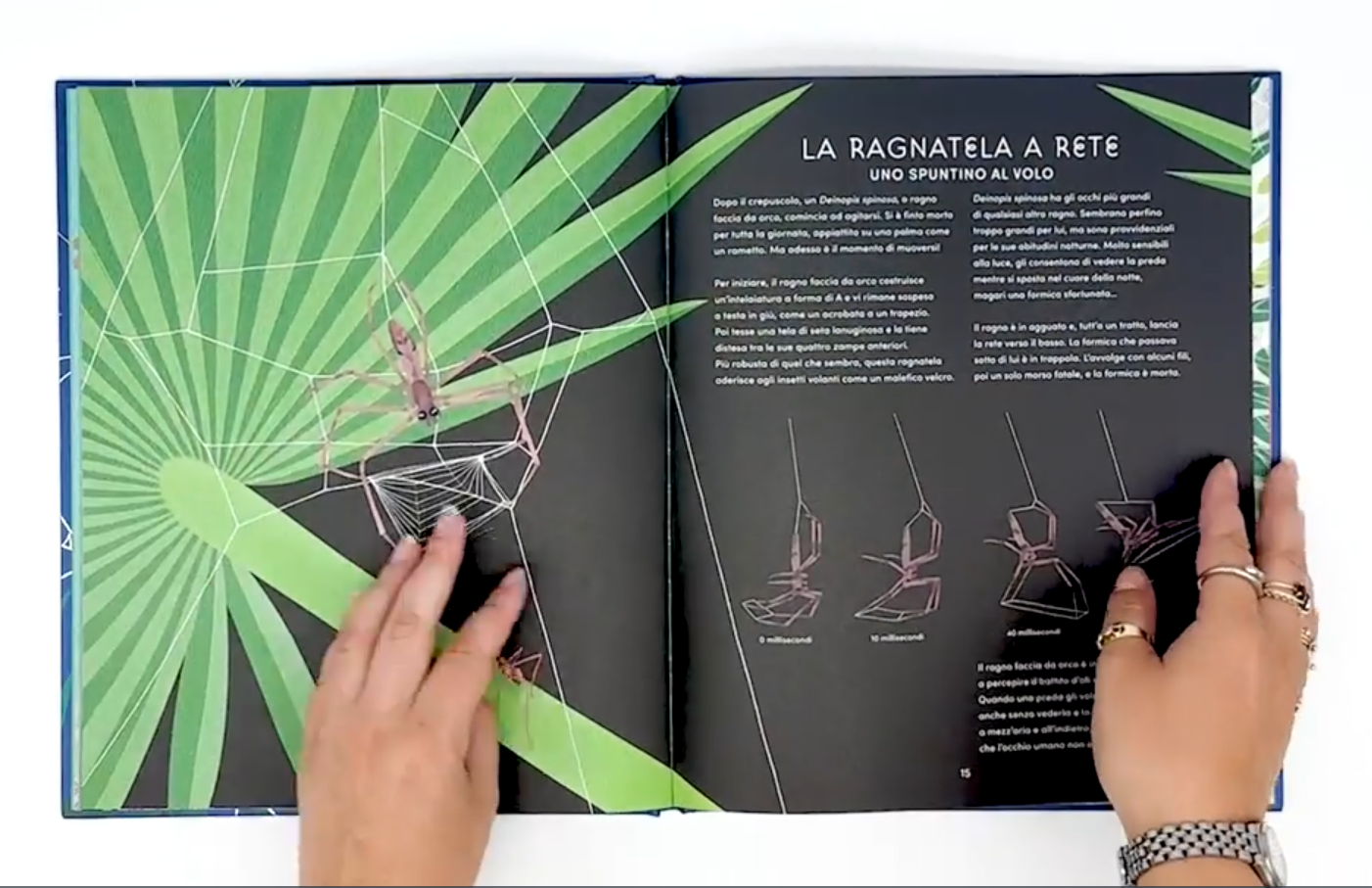 L'Ippocampo Mondo Segreto Ragnatele Libro 48 Pagine
