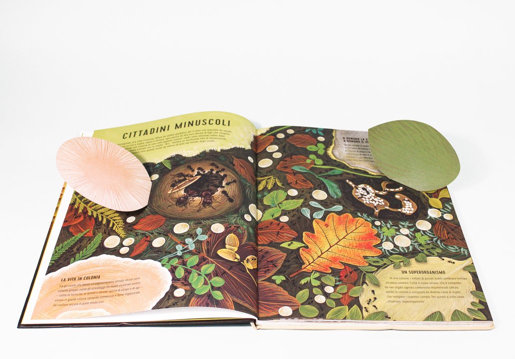 L'Ippocampo Regni Minuscoli libro insetti 64 pagine da 6 anni