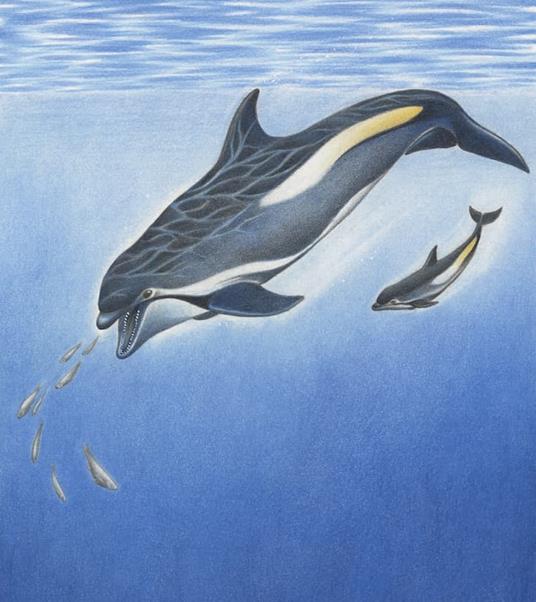 Logos Gaia Il Delfino libro bambini 56 pagine dai 6 anni