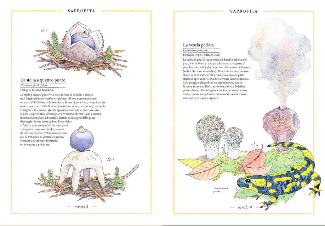 Ippocampo Inventario Illustrato dei Funghi libro 88 pagine