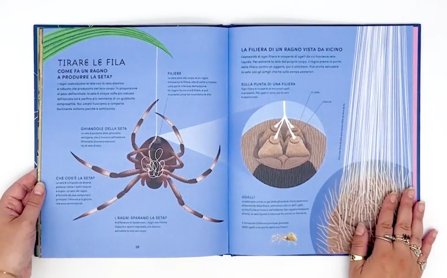 L'Ippocampo Mondo Segreto Ragnatele Libro 48 Pagine