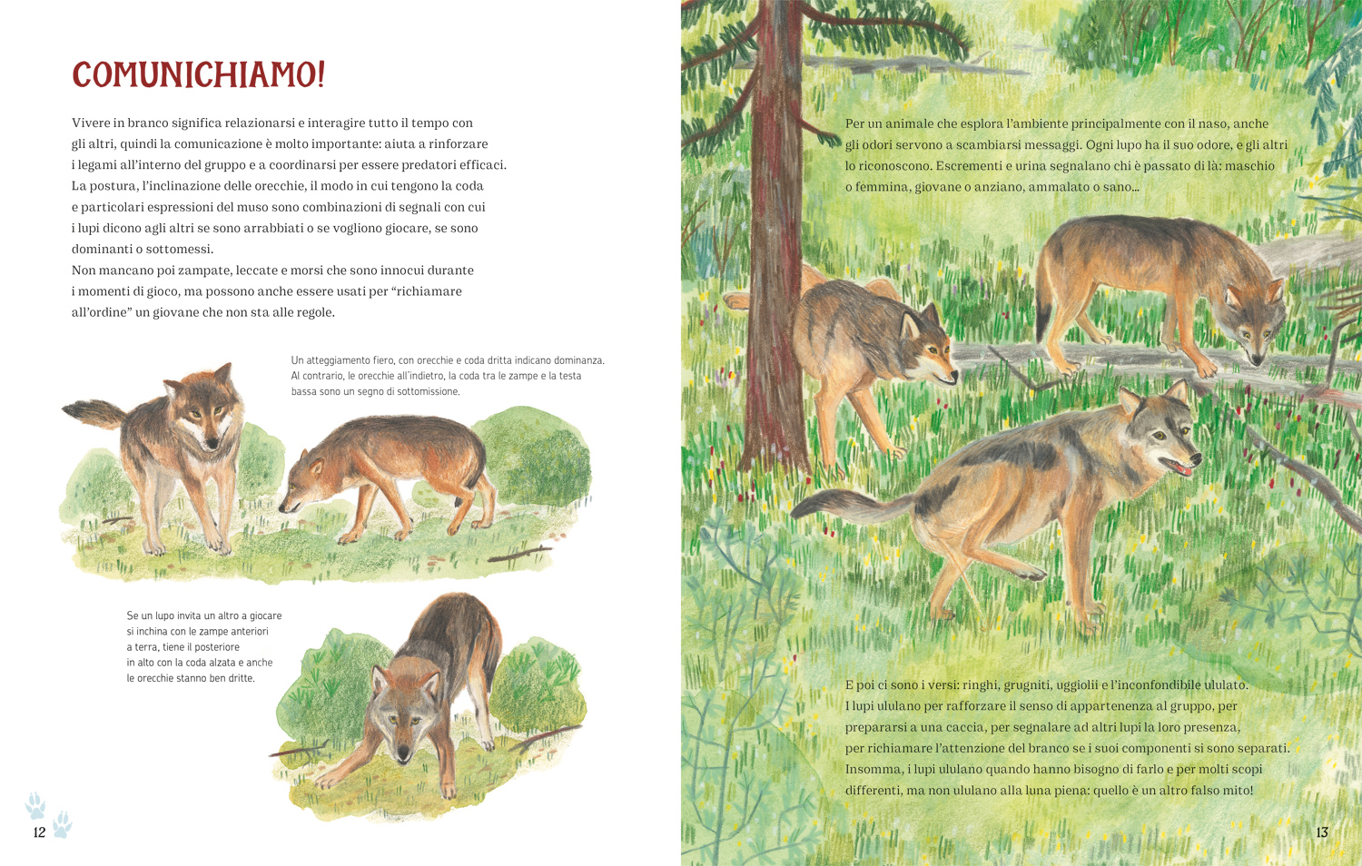 I lupi delle Alpi libro illustrato per bambini